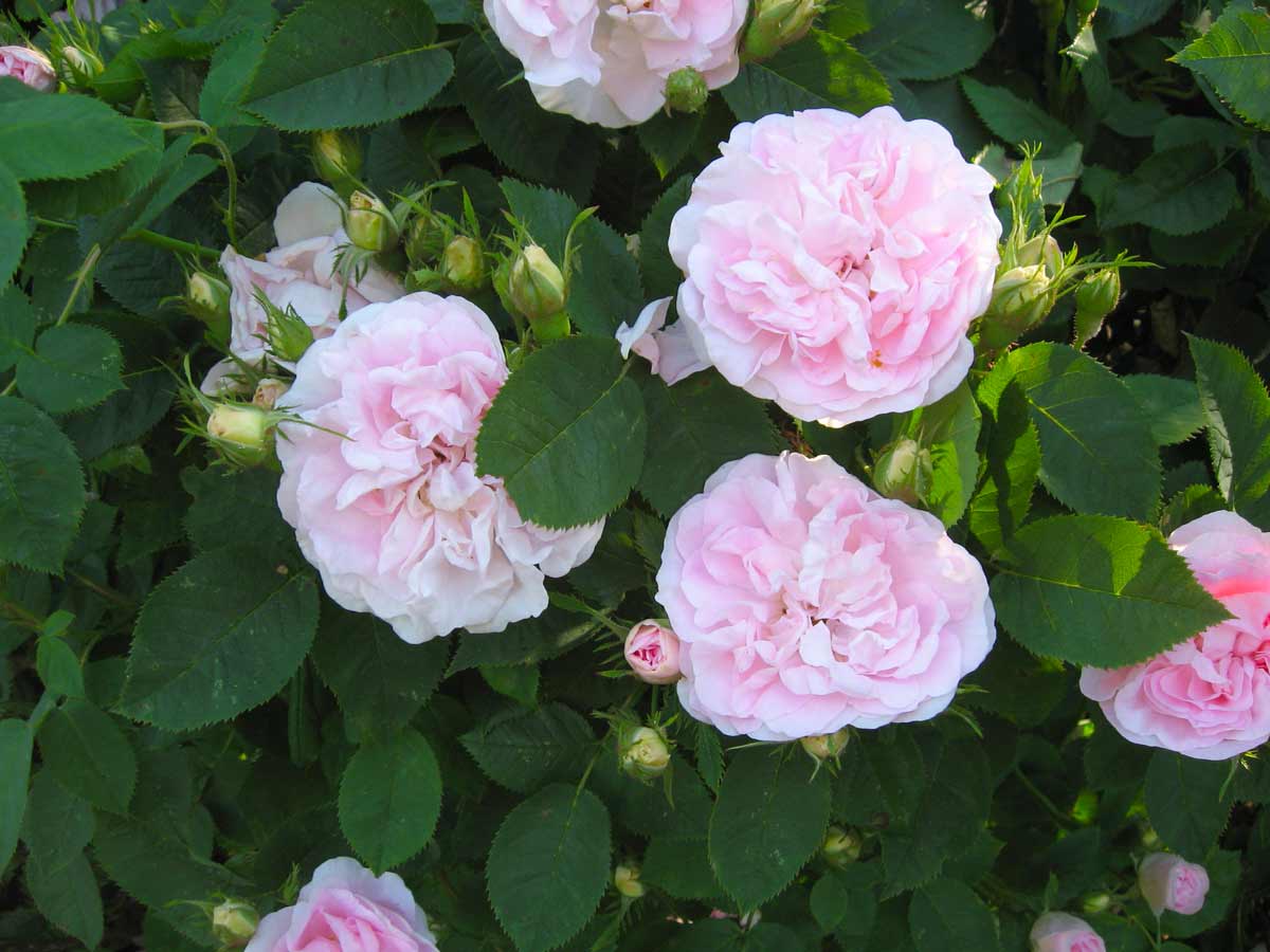 Роза белая парковая Мейденс Блаш