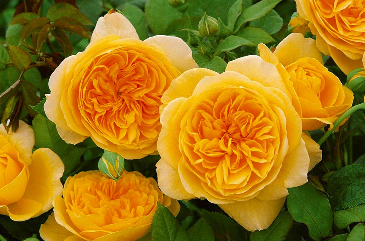 Желтая пионовидная роза