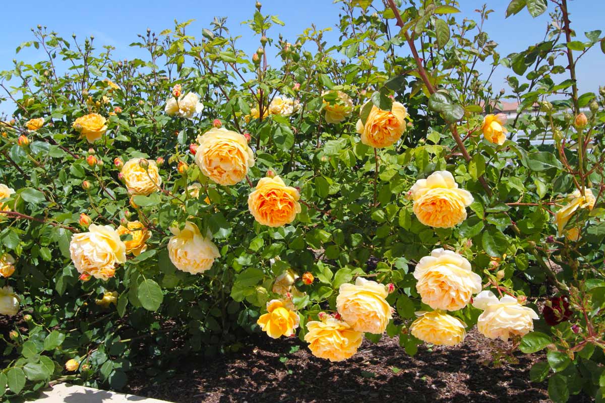 Пионовидные розы Голден Селебрейшн (Golden Celebration)