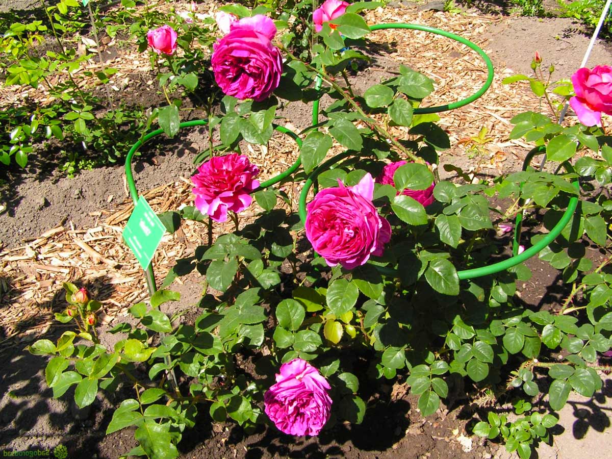Пионовидные розы Отелло (Othello)