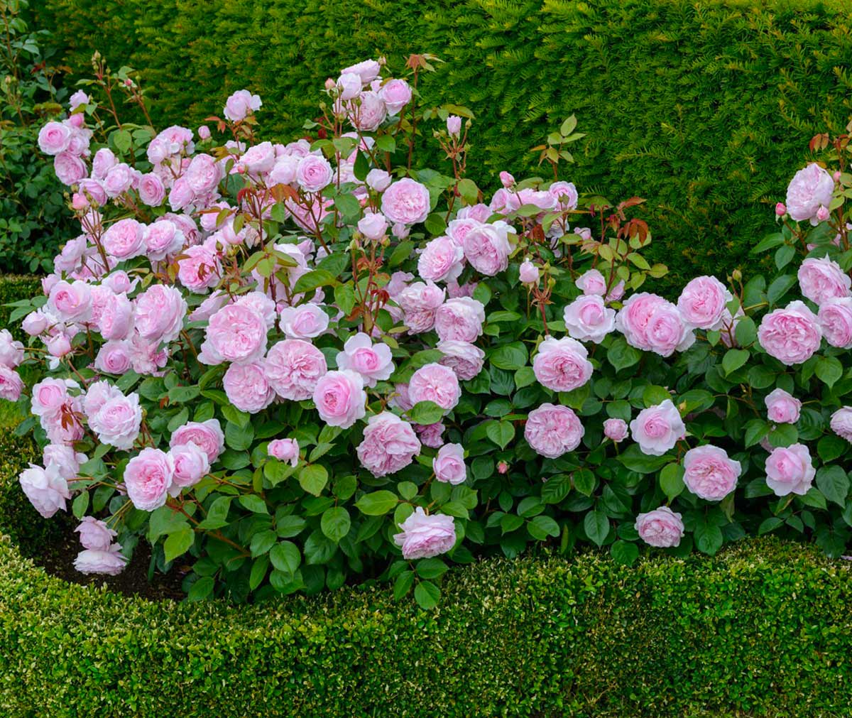 Пионовидные розы: посадка и уход, виды и сорта с фото и названиями