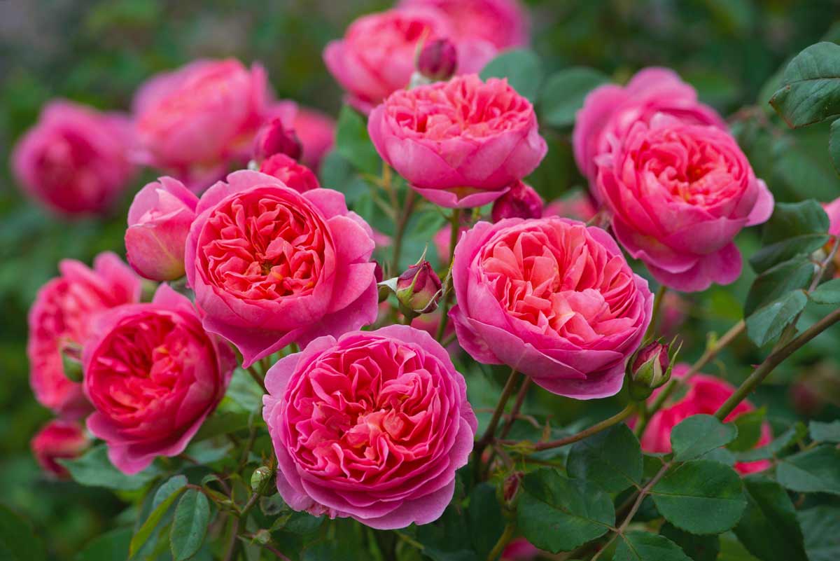 Пионовидные розы: посадка и уход, виды и сорта с фото и названиями