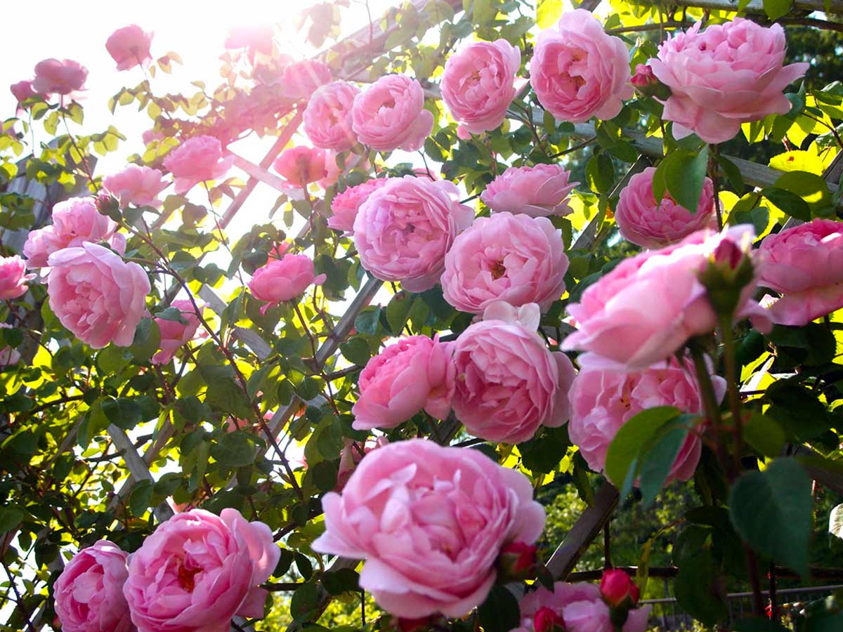 Пионовидные розы Констанс Спрай (Constance Spry)