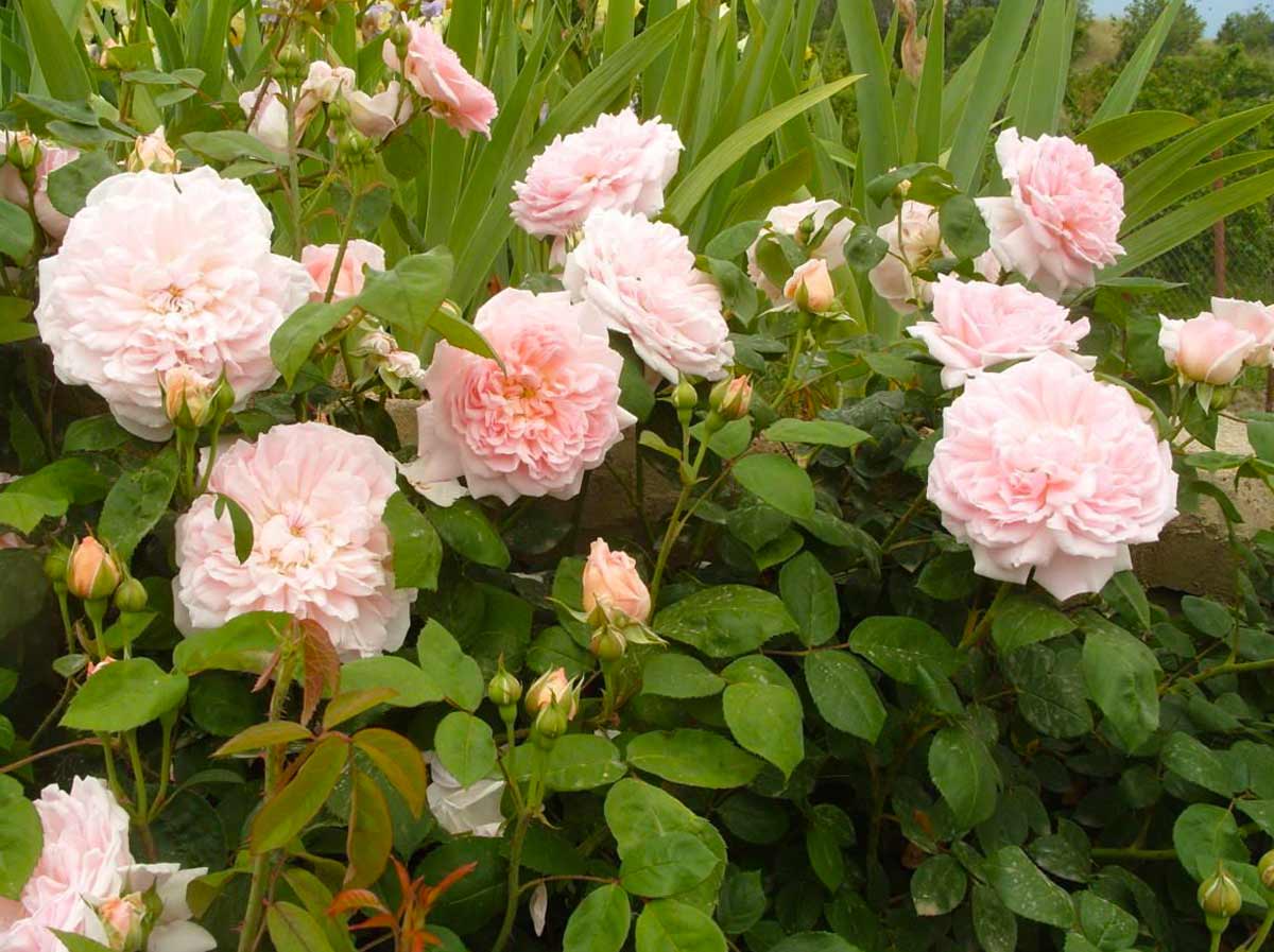 Пионовидные розы Эглантин (Eglantyne)