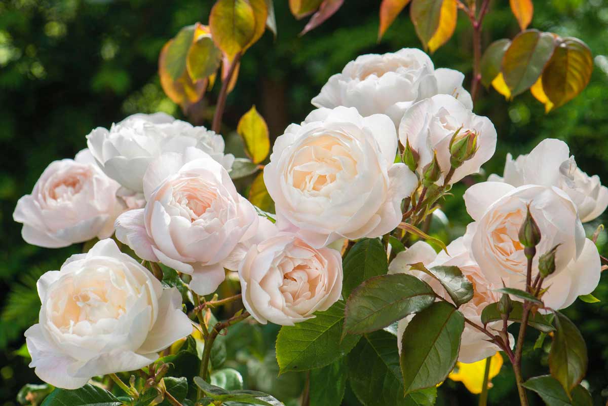 Белая пионовидная роза