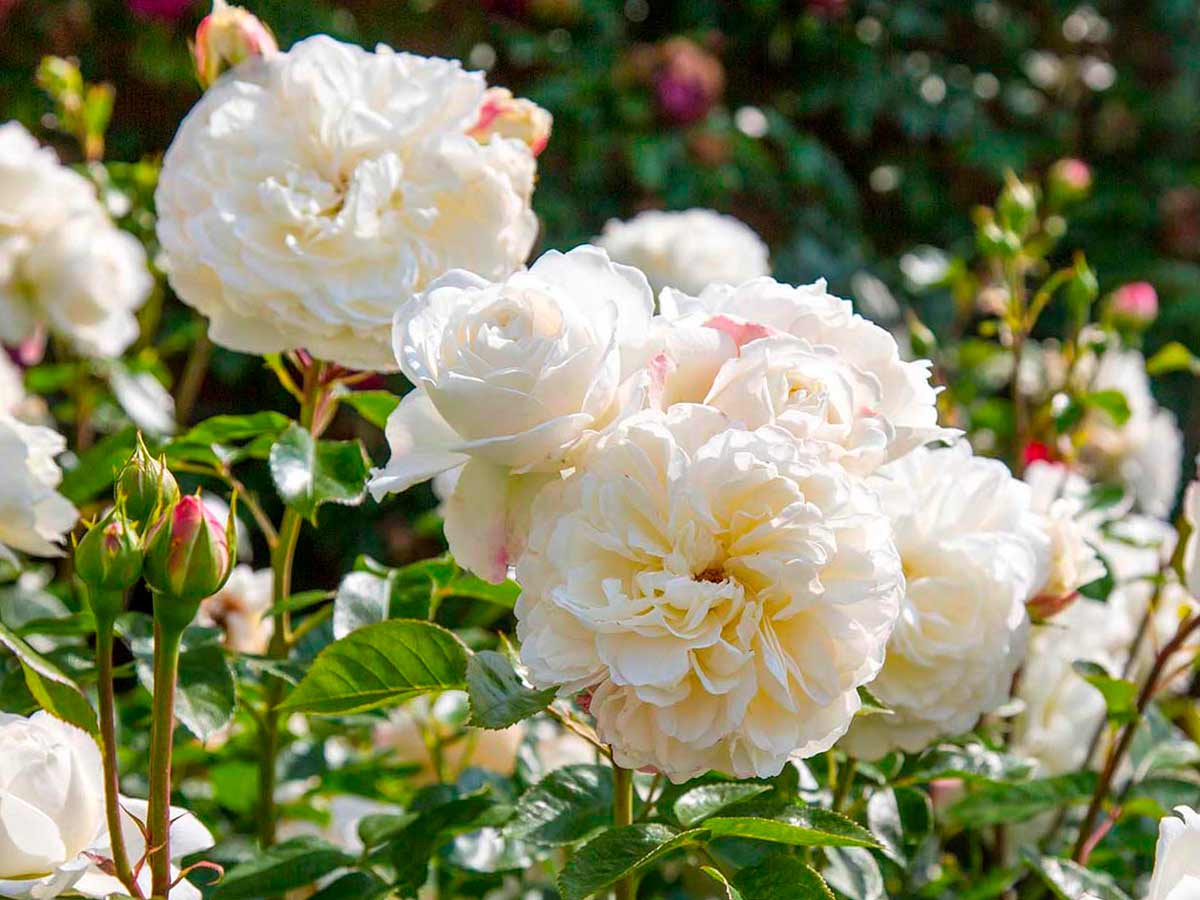 Пионовидные розы Транквилити (Tranquillity)