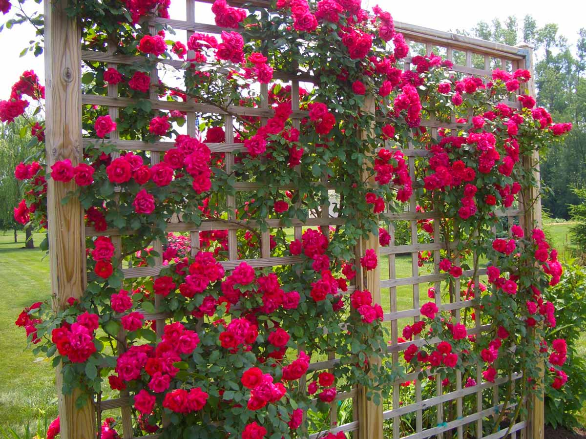 Плетистые розы: посадка и уход, виды и сорта, фото, использование в ландшафтном дизайне
