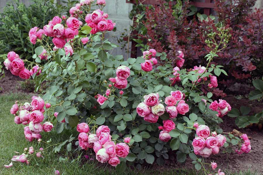 Розы для украшения сада