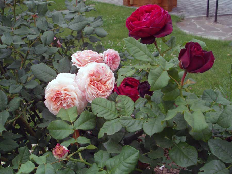 Розы для украшения сада
