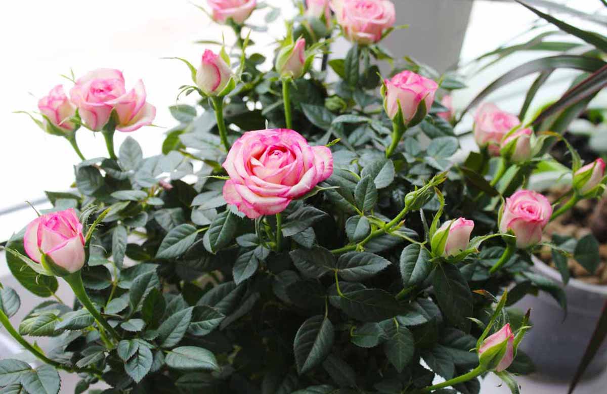 Розы Кордана: посадка и уход в домашних условиях, подкормка, пересадка,  размножение