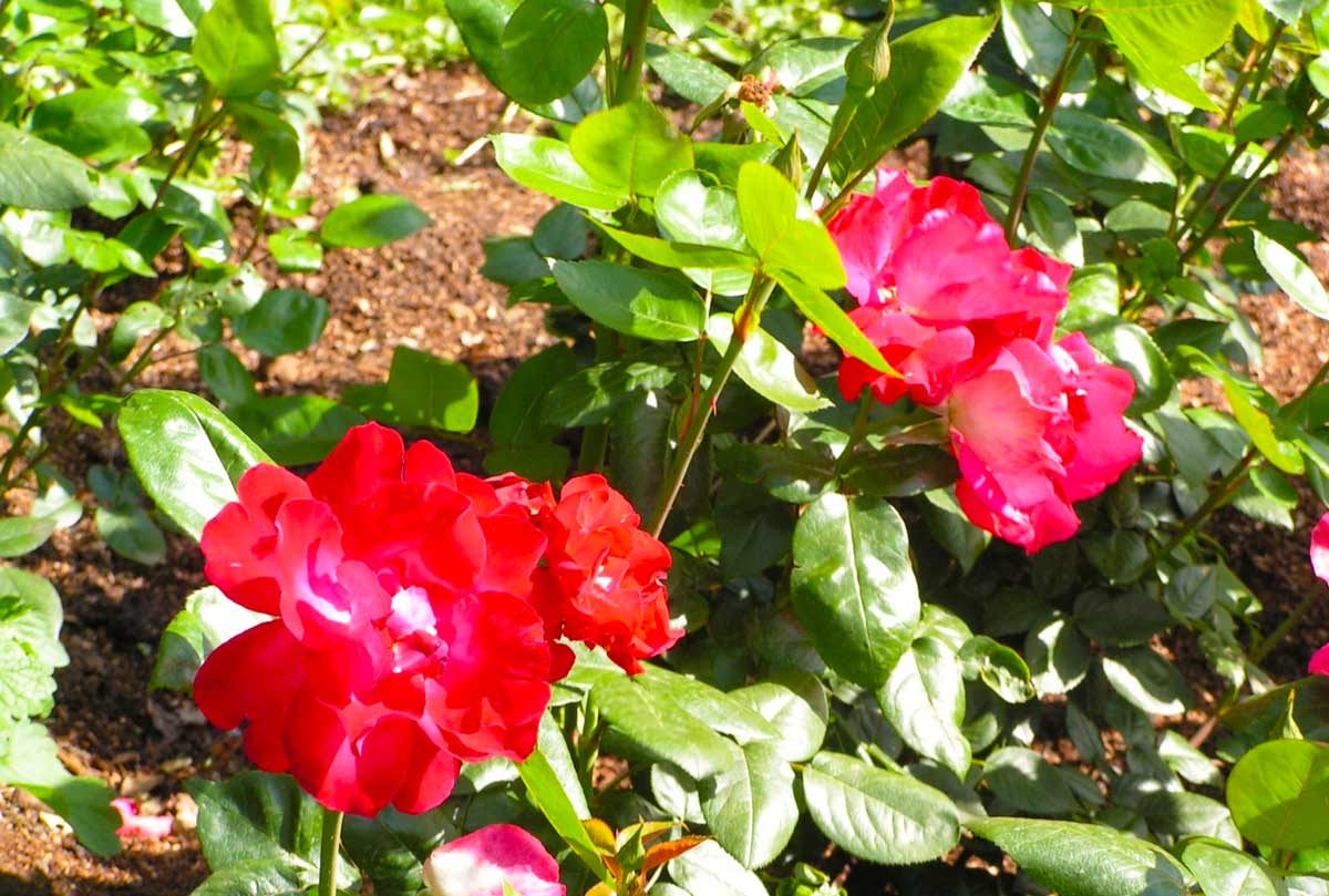 Розы грандифлора комсомольский огонек