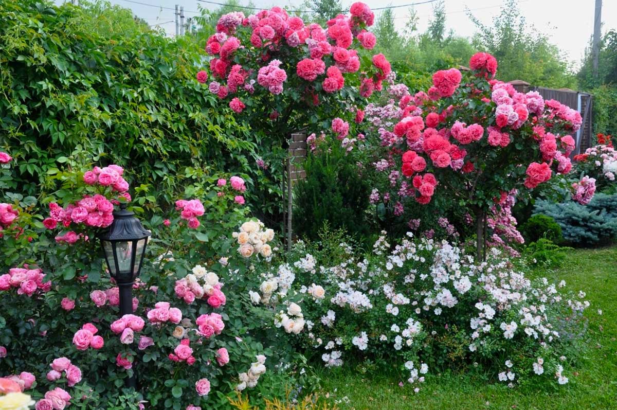Штамбовые розы: посадка и уход, как вырастить штамб своими руками