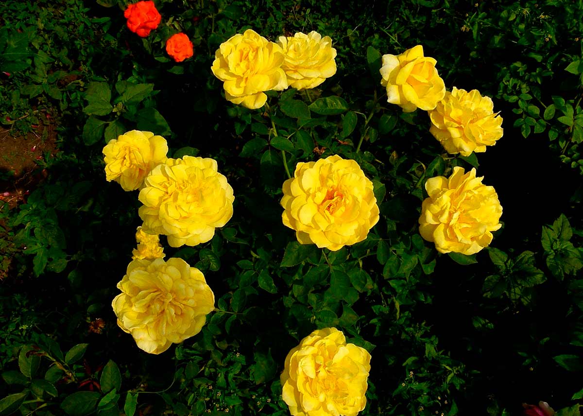 Ароматные розы "O Sole Mio"