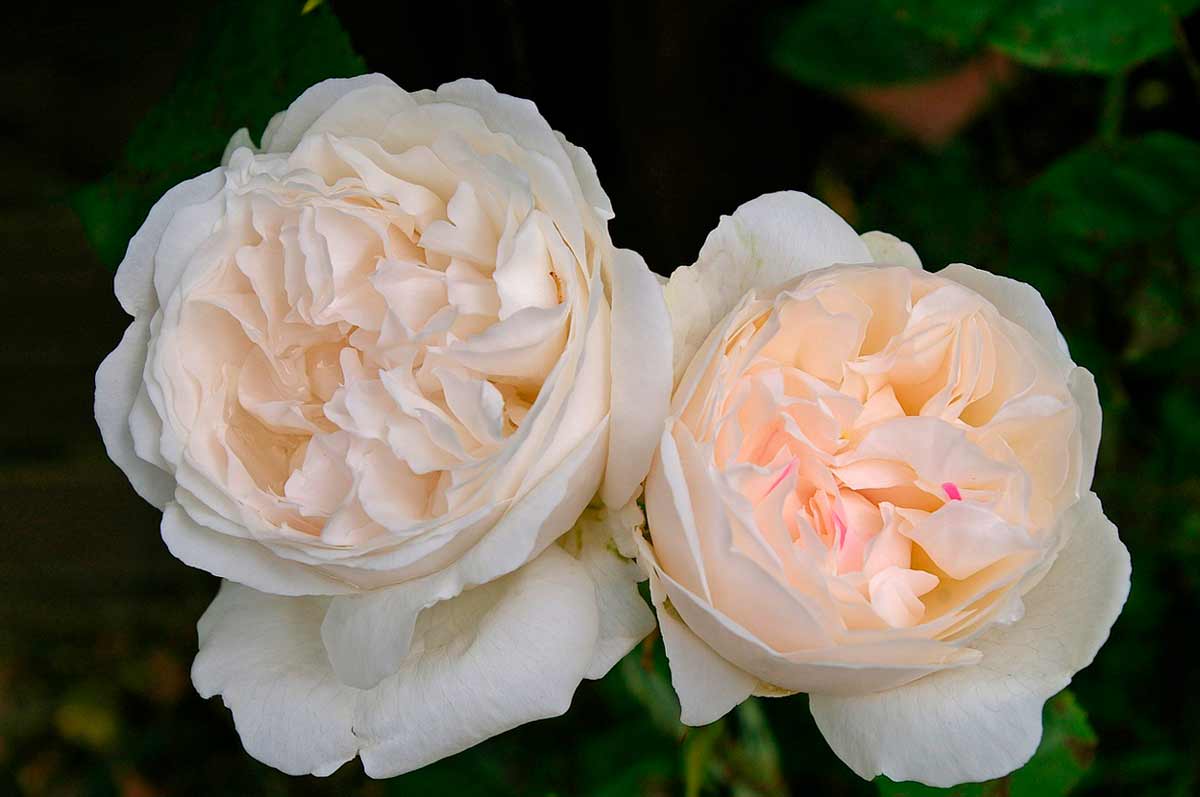 Ароматные розы "Winchester Cathedral"