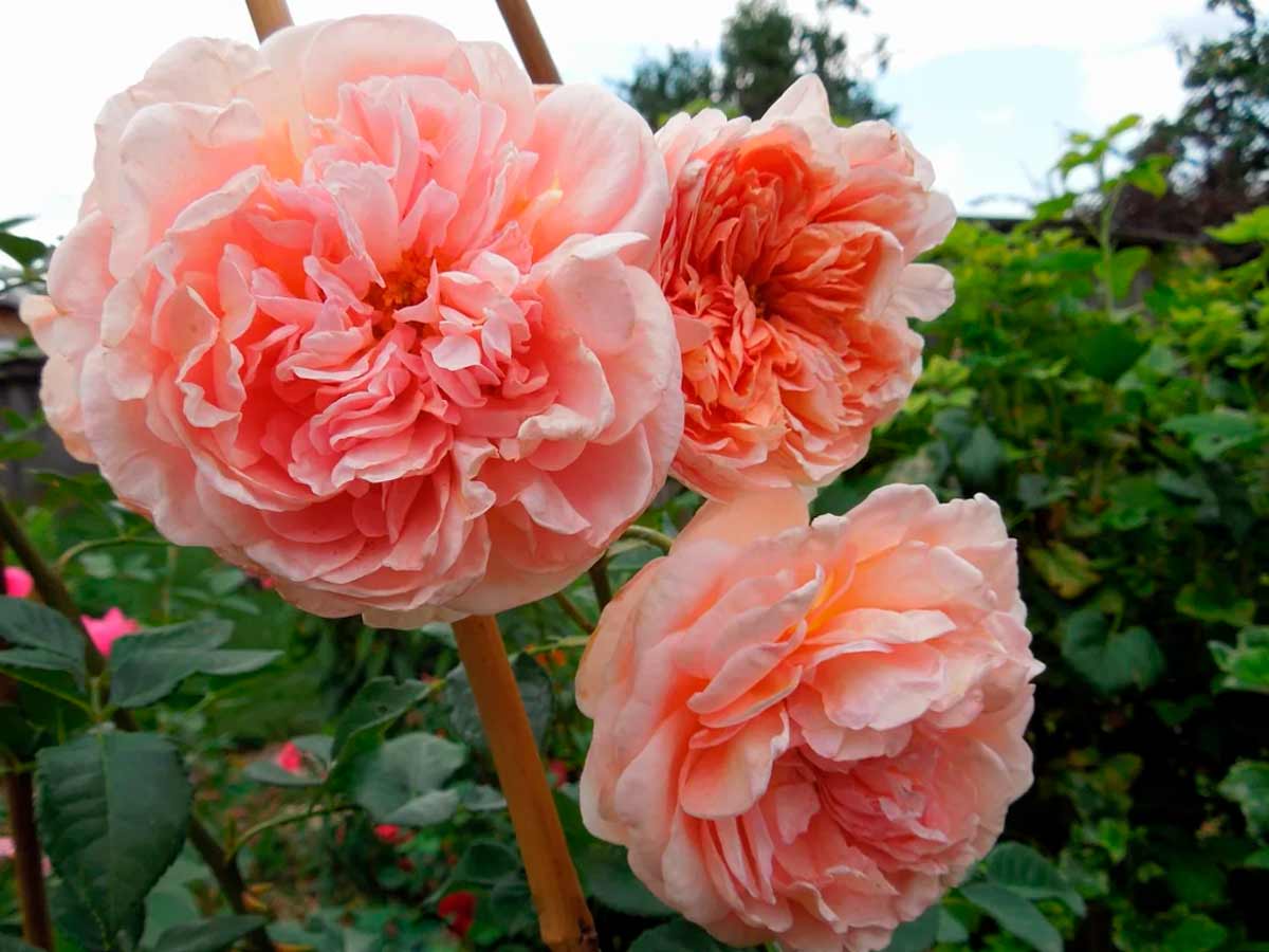 Ароматные розы "Abraham Darby"