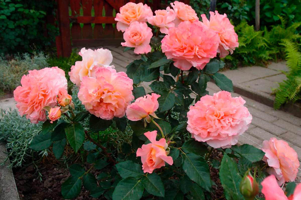 Ароматные розы "Augusta Luise"
