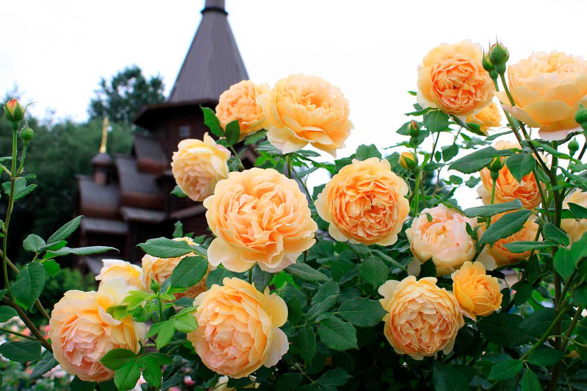 Ароматные розы "Golden Celebration"
