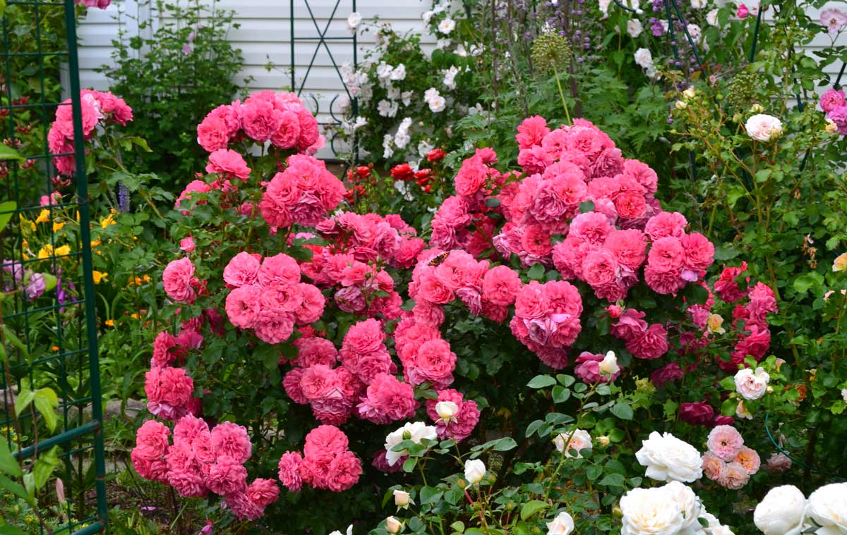 Ароматные розы "Rosarium Uetersen"