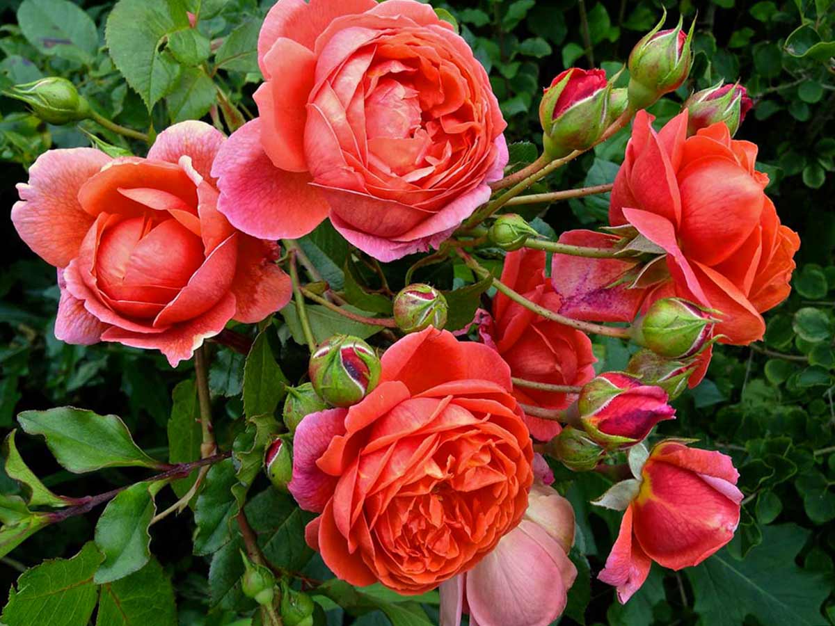 Уход за самыми душистыми розами ароматная роза и ее сорта разной окраски