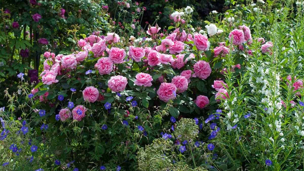 Органические удобрения для розы