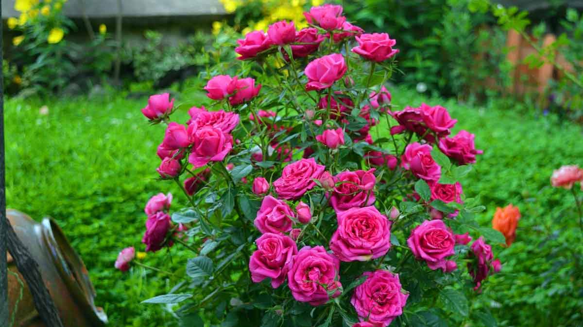 Органические удобрения для розы