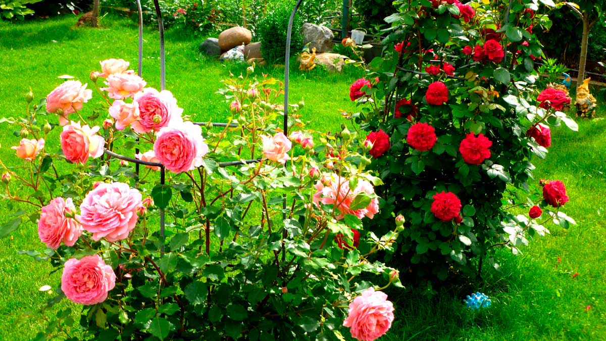Уход за садовыми розами