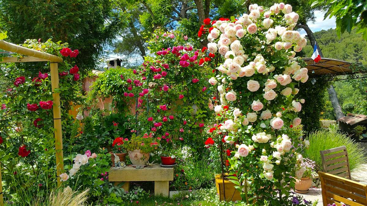 Вьющиеся розы в ландшафтном дизайне сада