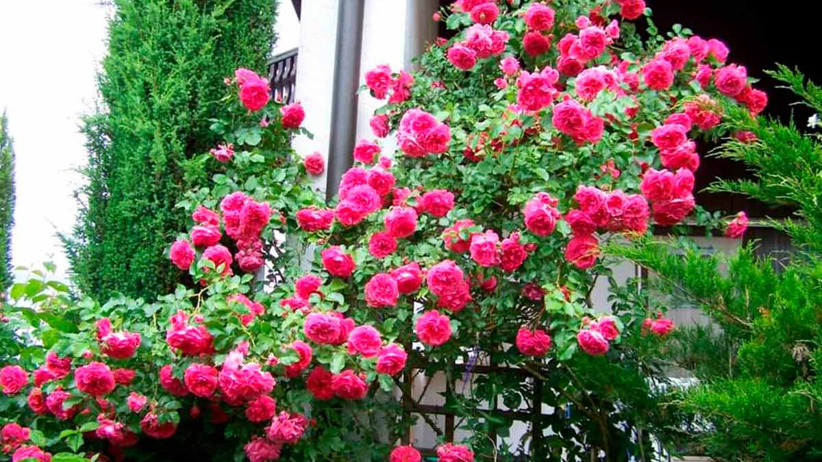 Зимостойкие сорта роз - Розариум Ютерсен