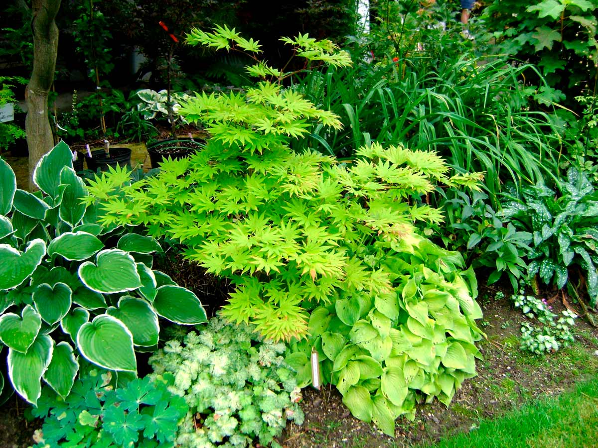 Декоративно лиственные растения в саду