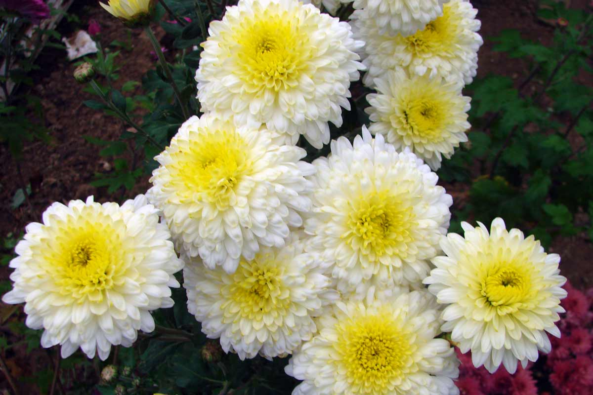 Белые цветы корейской хризантемы