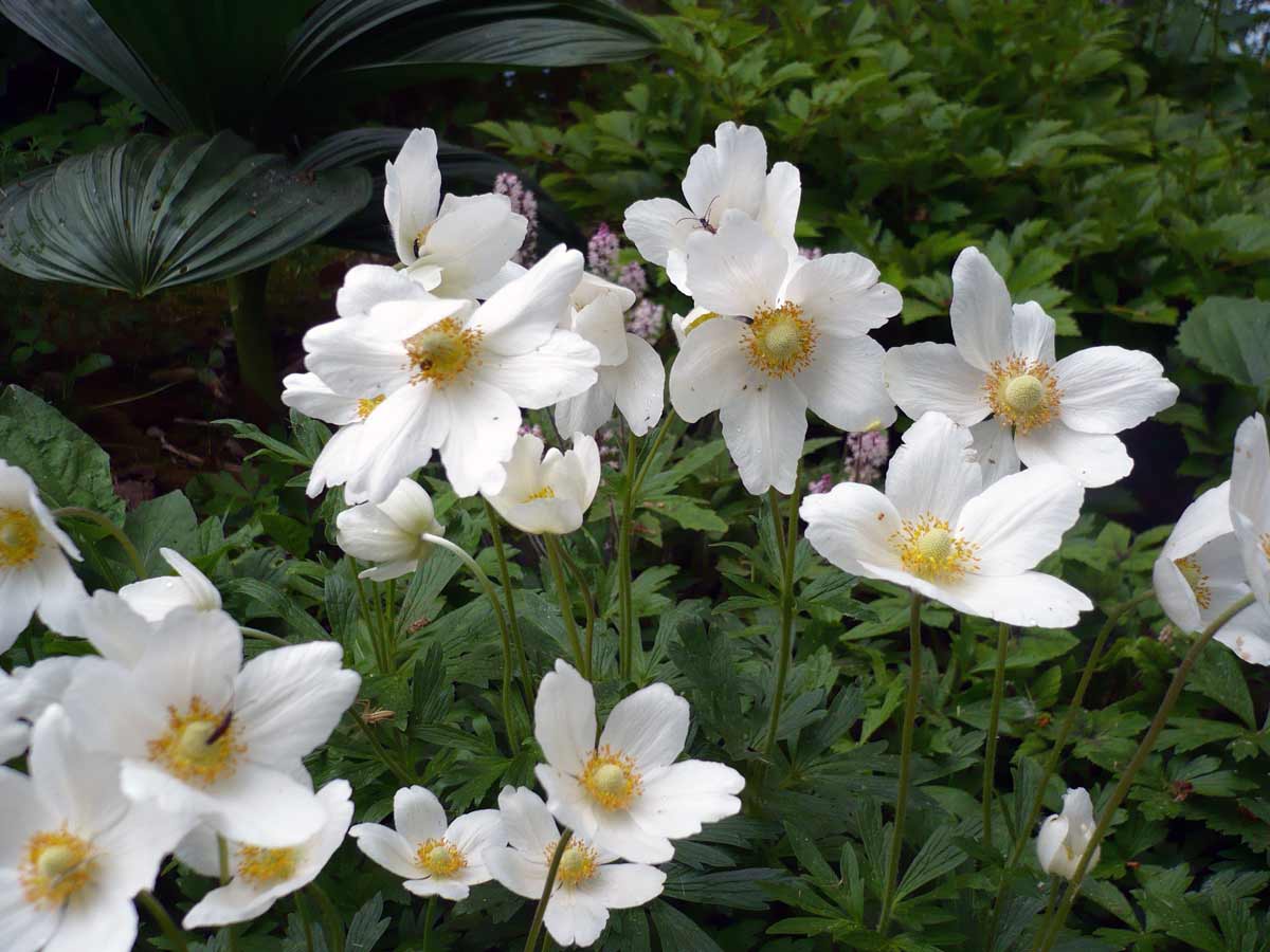 белые садовые цветы названия и фото