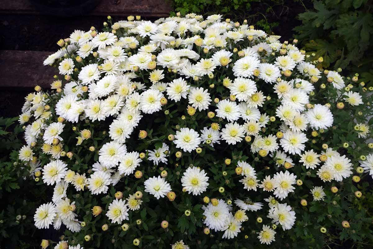 Белые цветы хризантемы