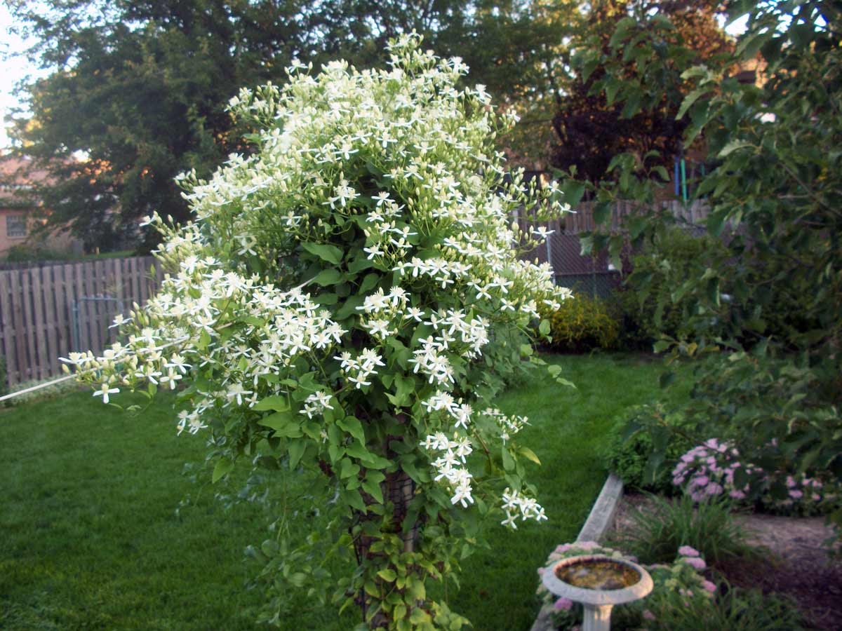 Белые цветы клематиса