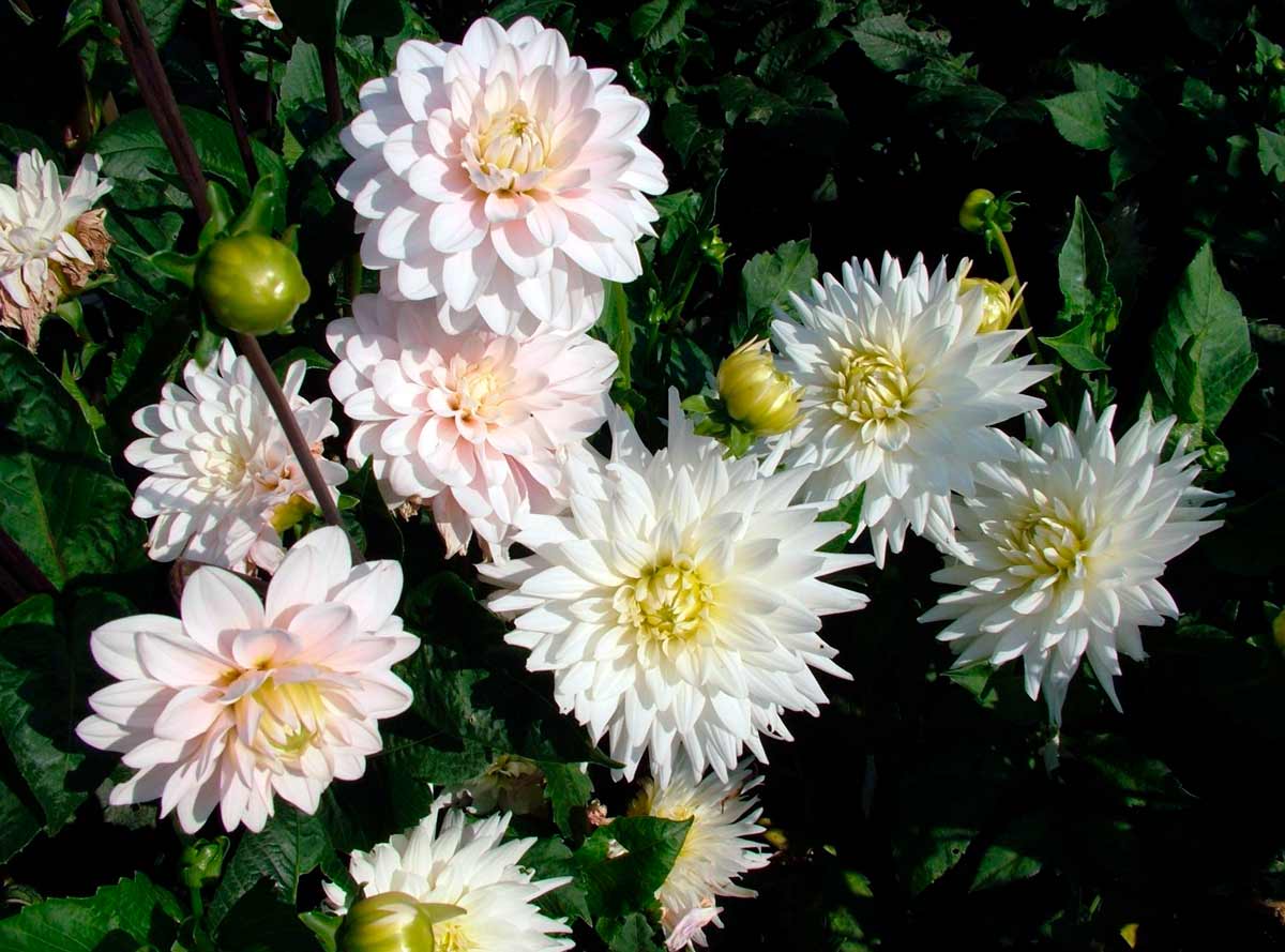 Белые цветы георгина