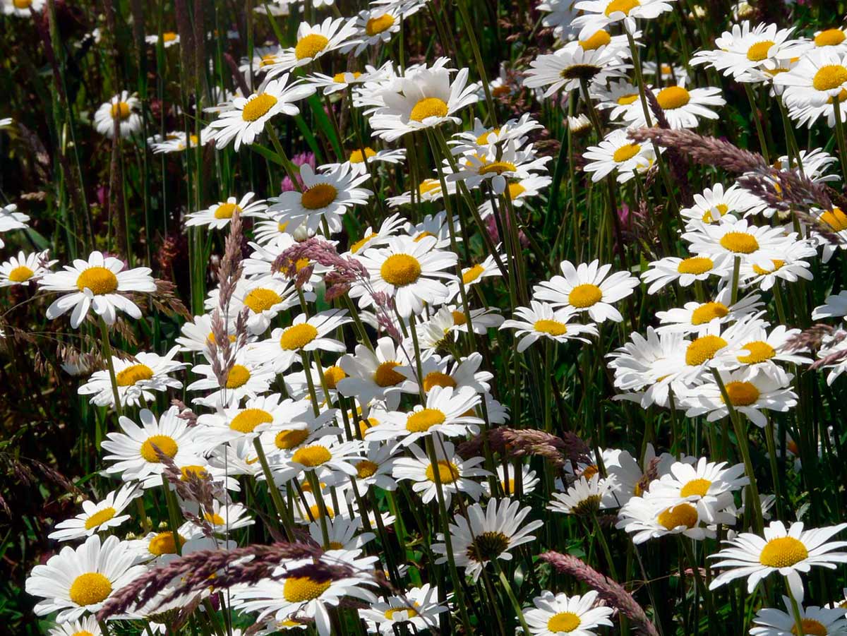 Белые цветы нивяника