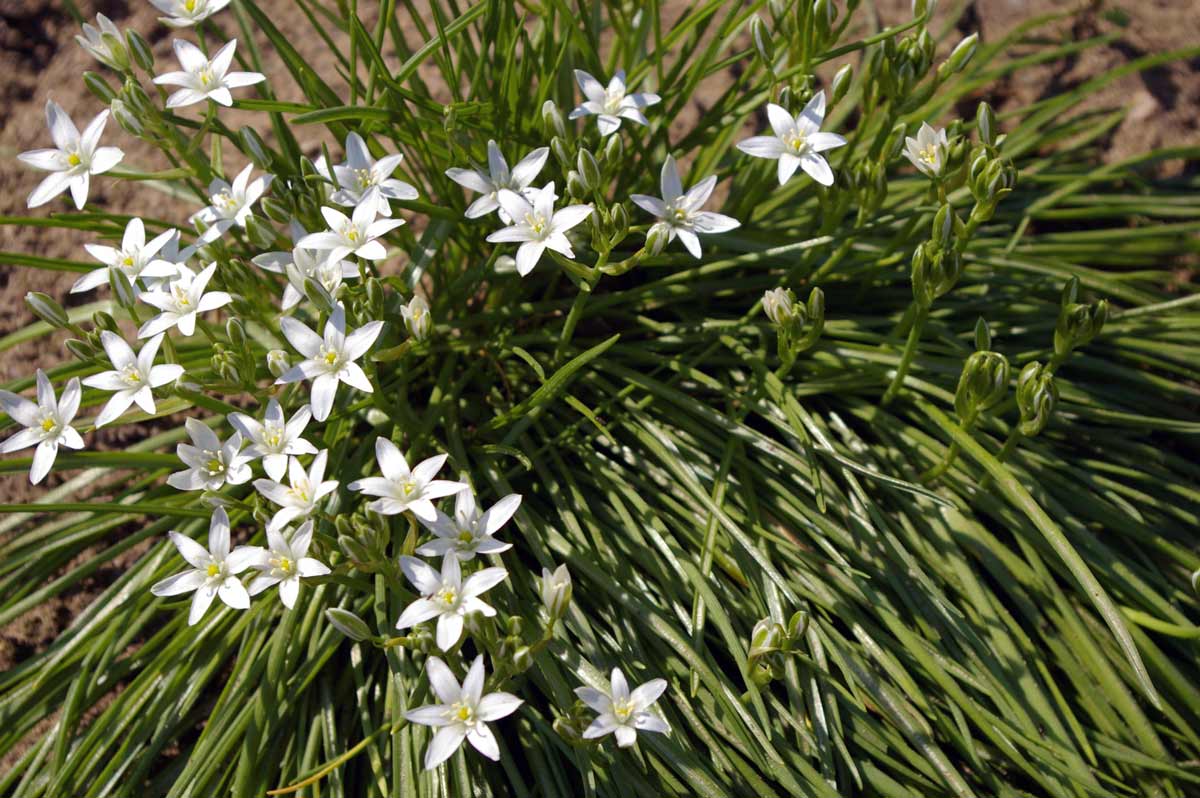 цветы название маленькие белые