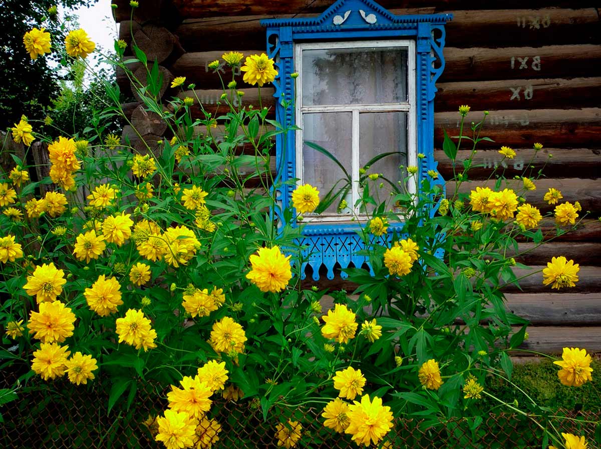 Цветы в деревне у дома
