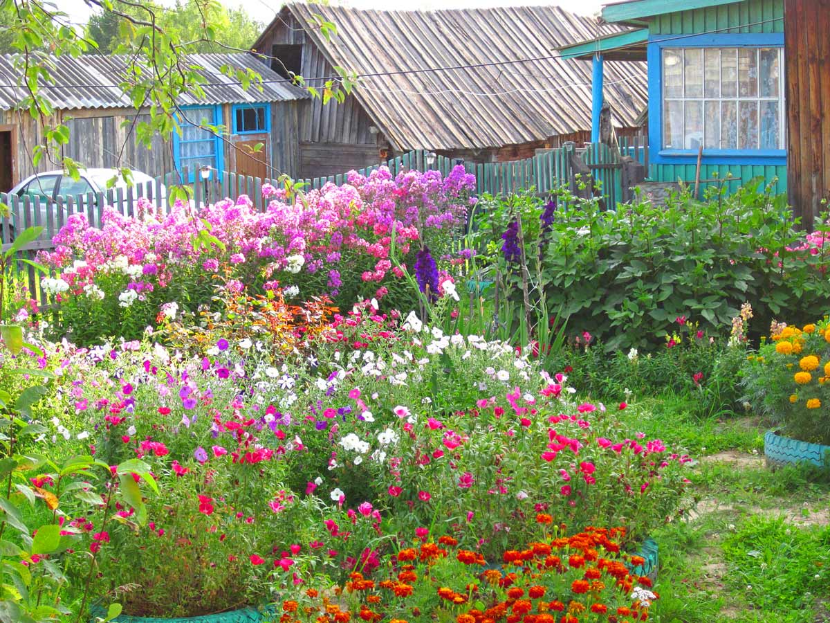 Цветы в деревне у дома