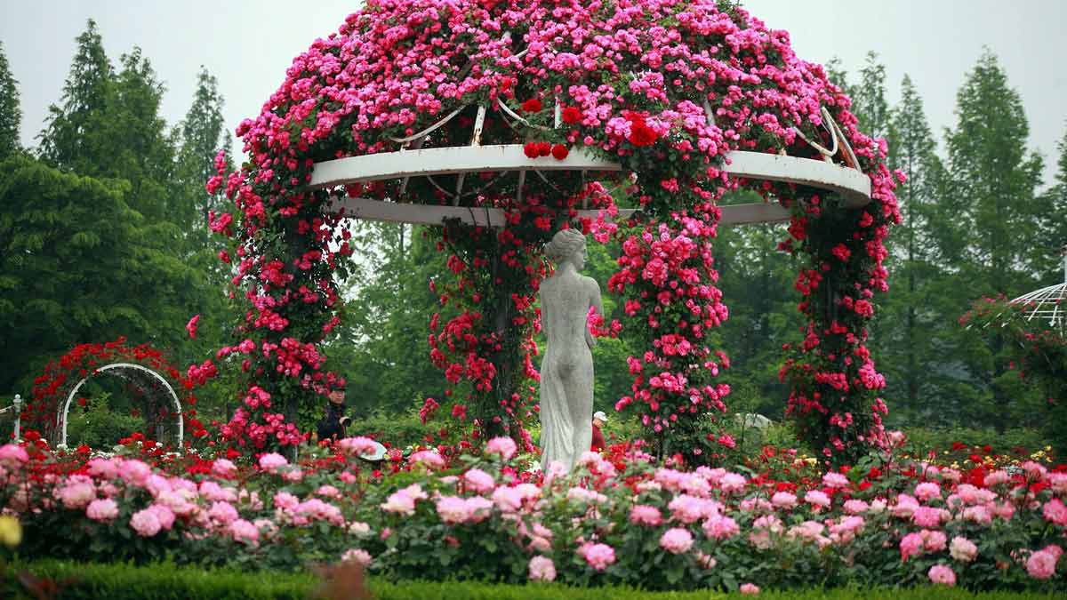 Цветочный сад, наполненный цветущими бутонами. Много фото цветов в саду