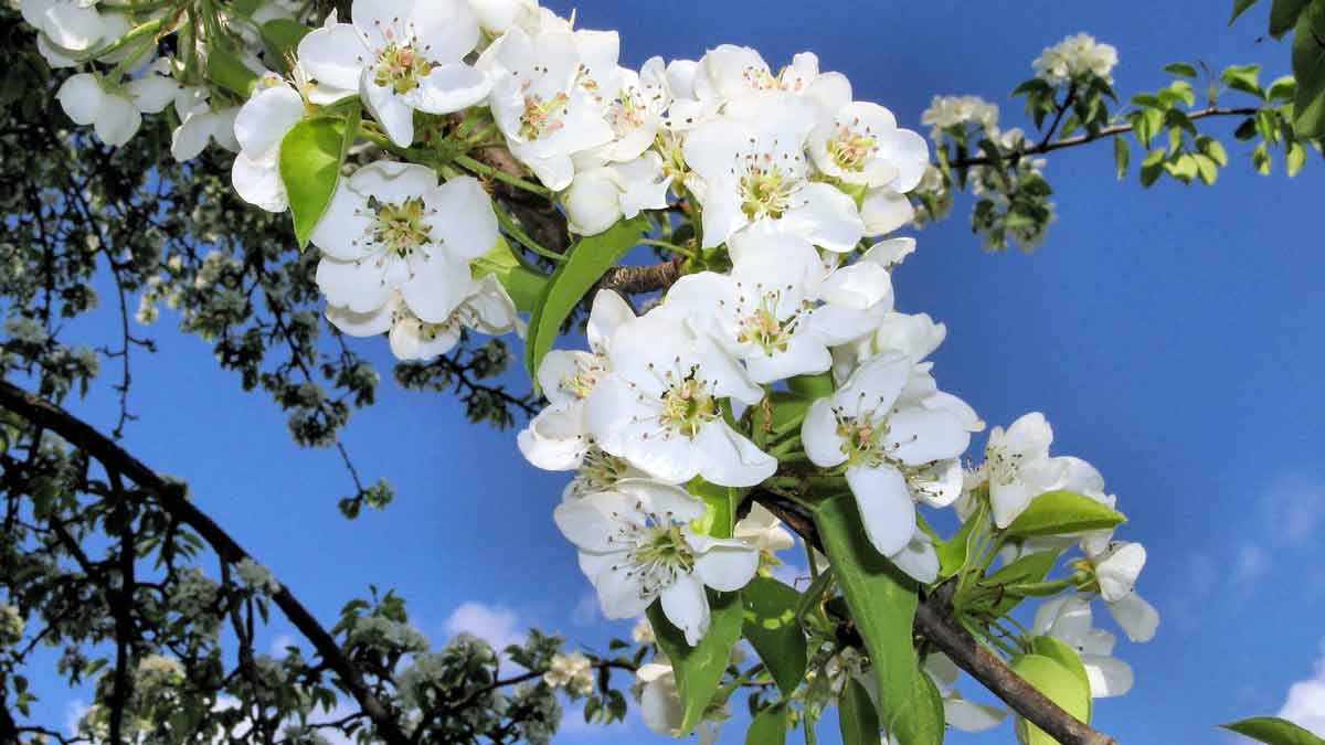 Цветущая яблоня в саду - весенние фото яблони