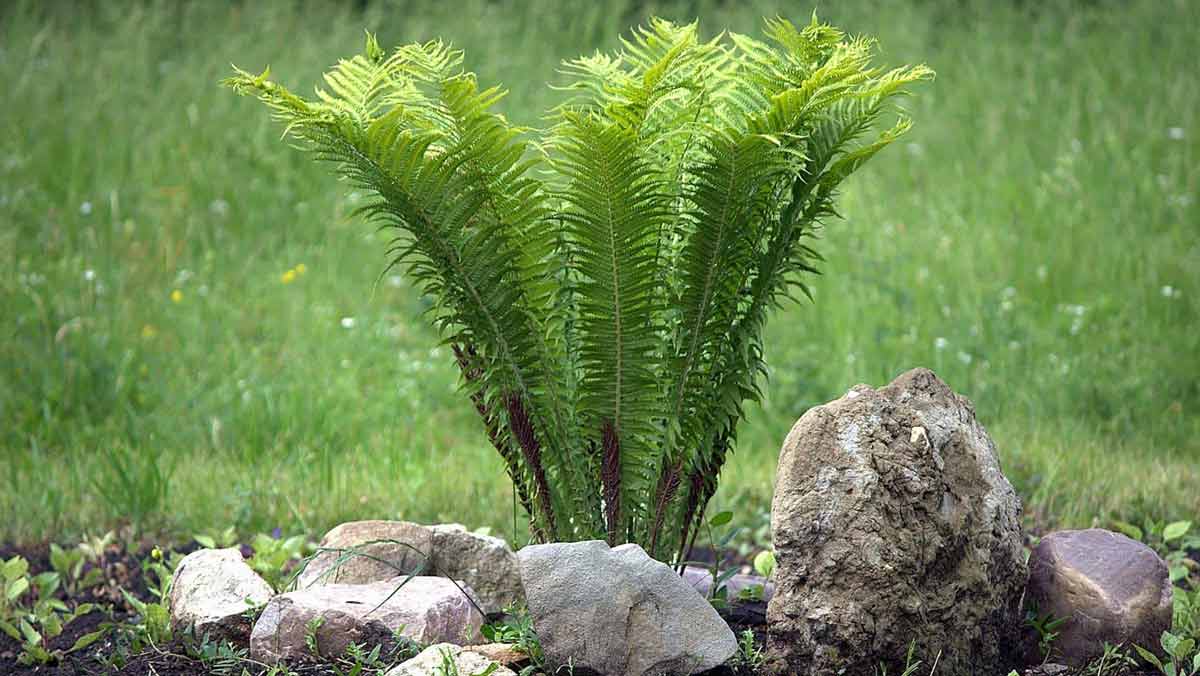 Декоративно - лиственные растения для сада
