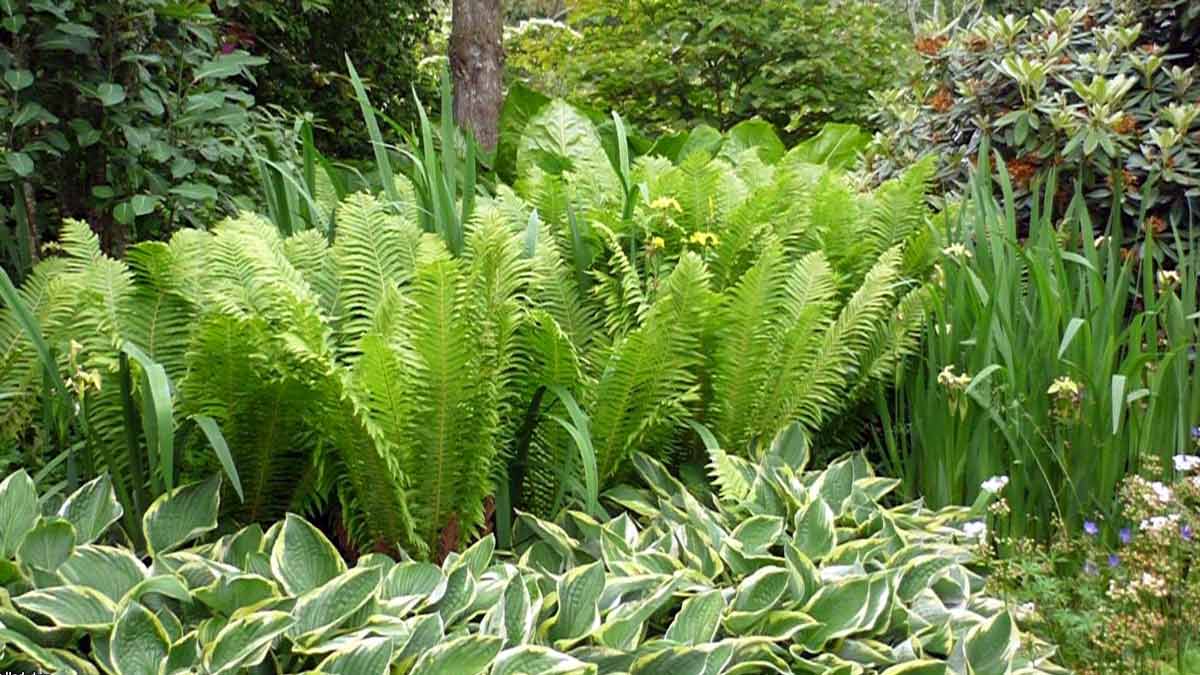 Декоративно - лиственные растения для сада
