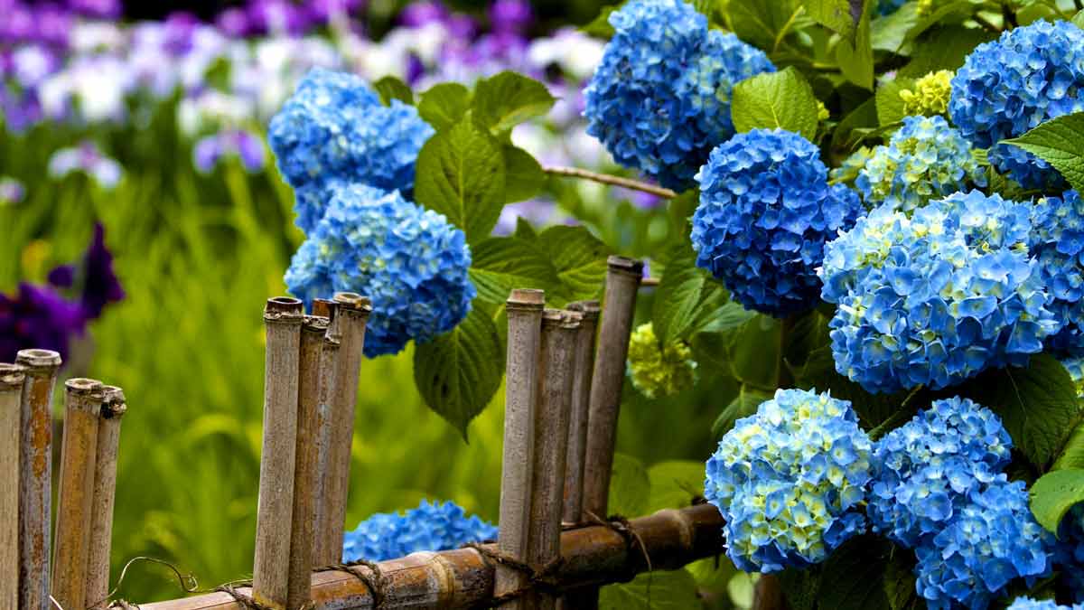Голубая гортензия в саду