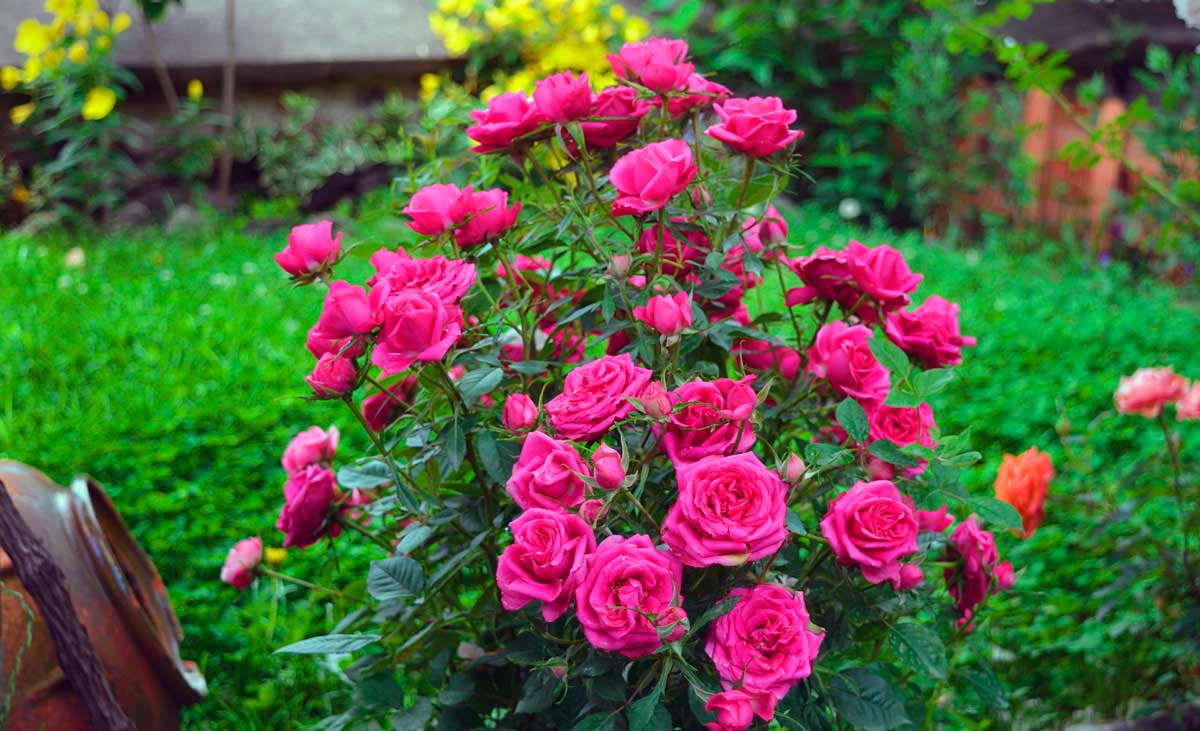 Красивые цветы розы