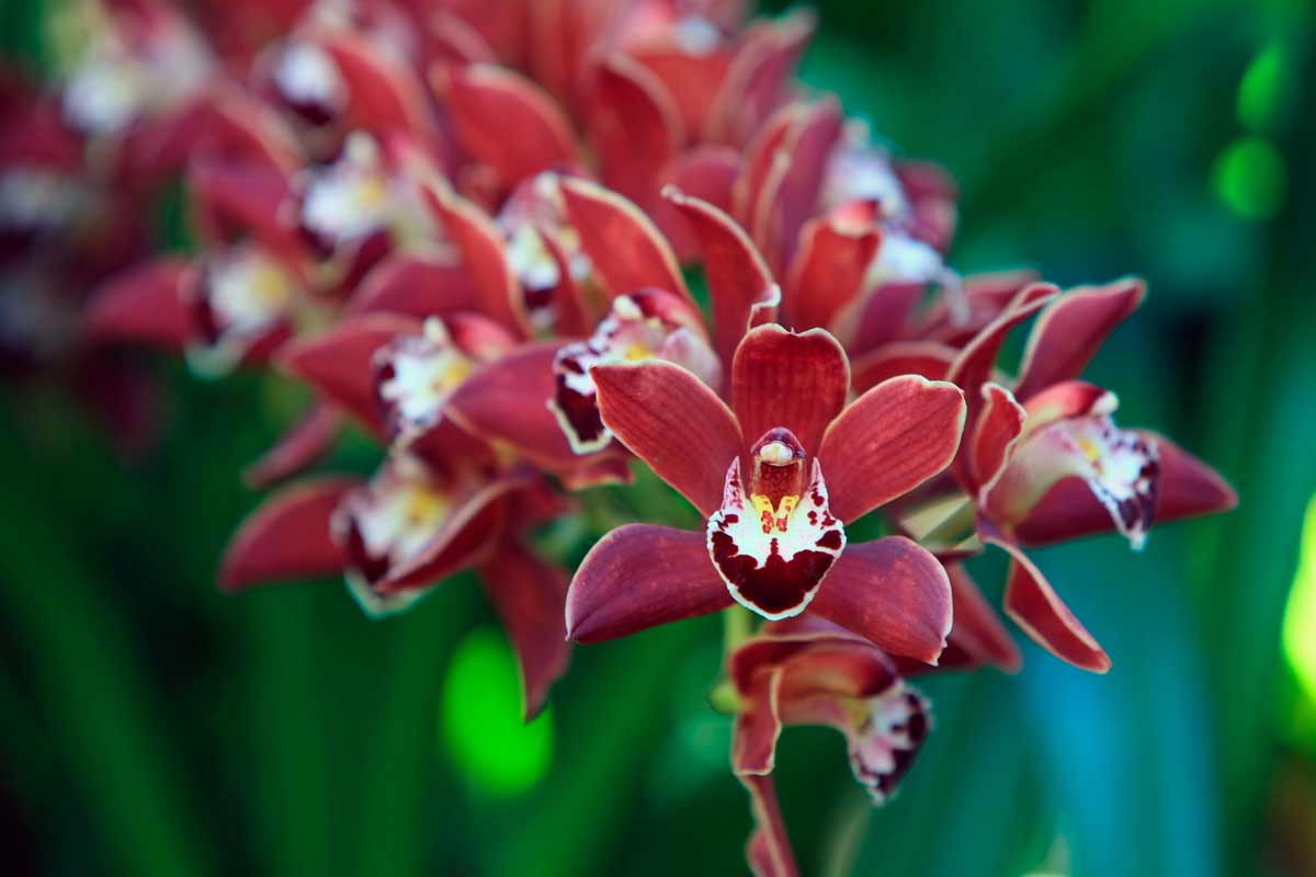 Красные цветы орхидеи