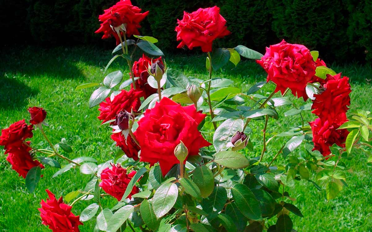 Красные цветы розы