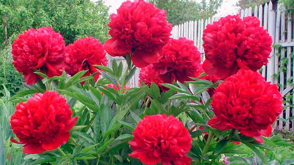 Красные цветы - пион в саду