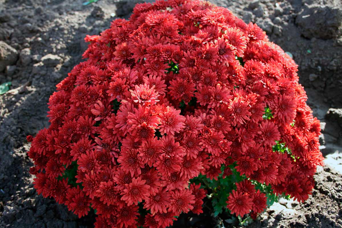 Красные цветы - хризантема мультифлора