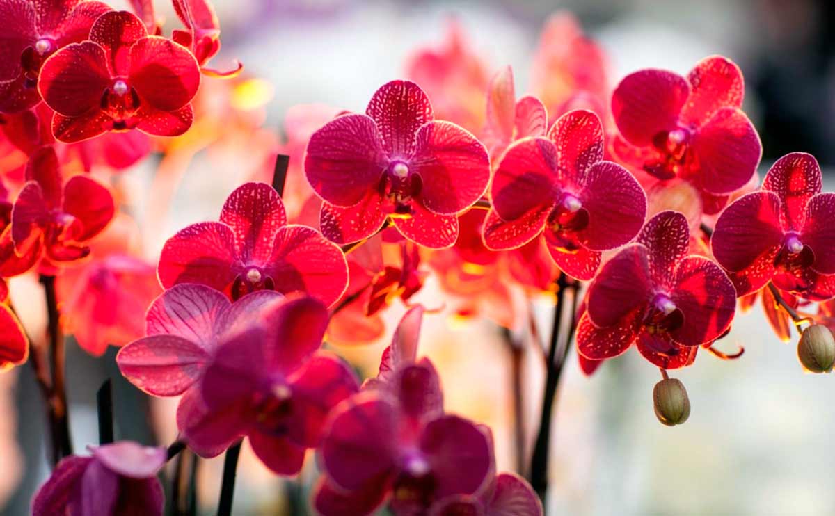 Красные цветы орхидеи фаленопсис