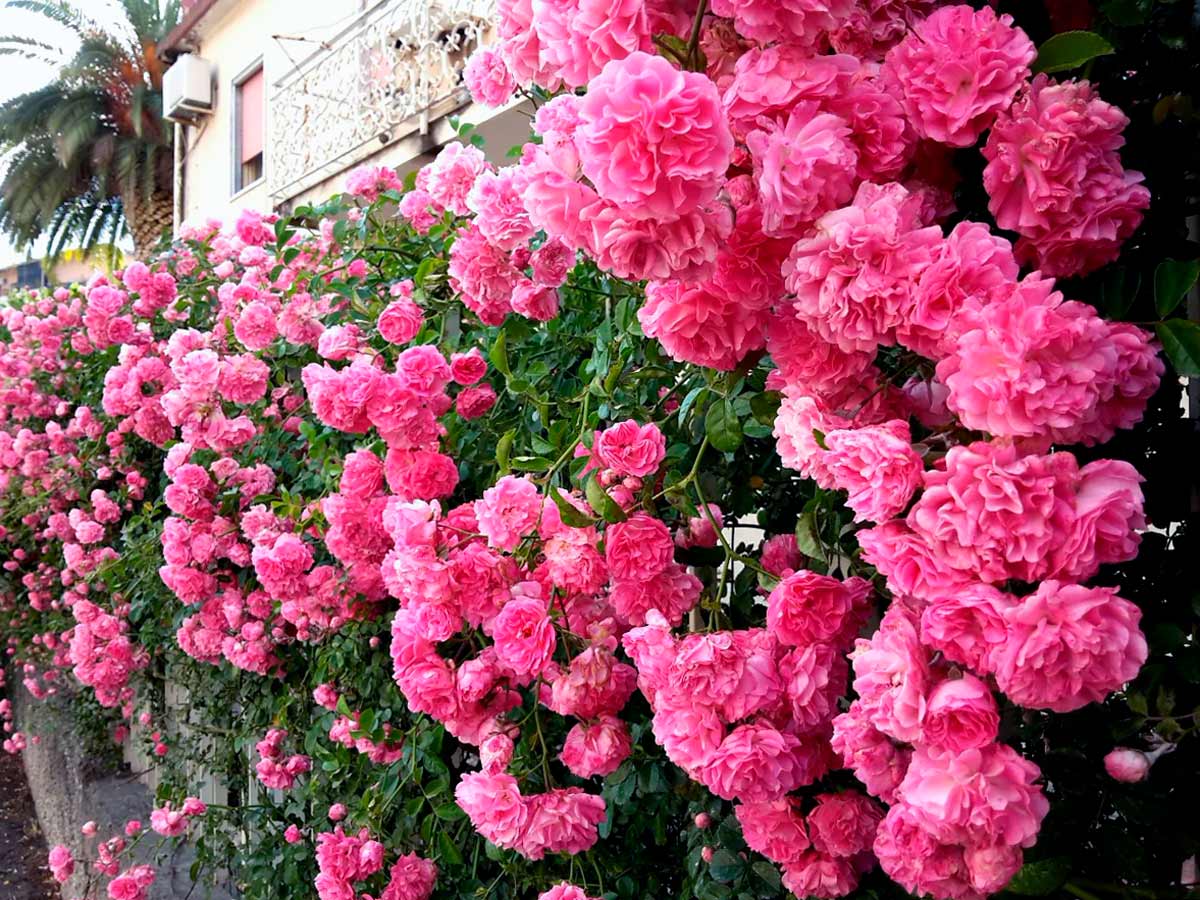 Цветы розового цвета